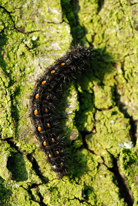 Bruco di Eilema sp.